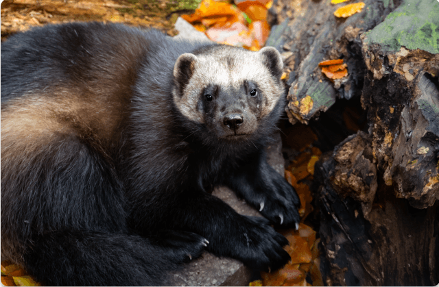 Wildlife photography